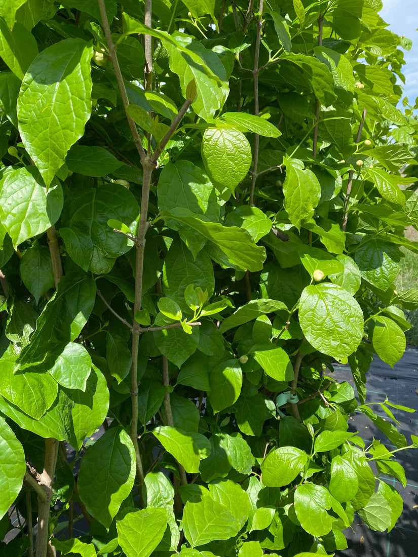 Calycanthus - Sinocalycanthus chinensis