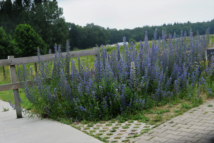 Slangenkruid tuinplanten blauw paars bloeiende aren