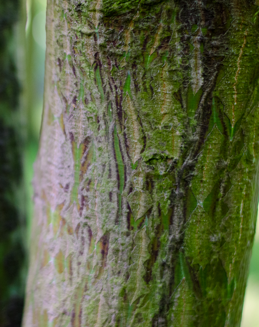 slangenhuid bast - esdoorn boom