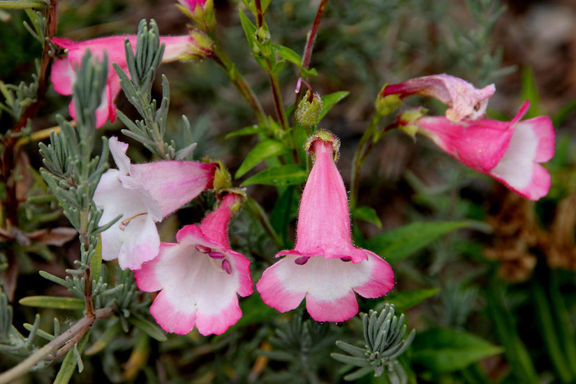 slangenkop-Penstemon-Apple-Blossom.jpg