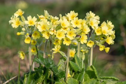 slanke-sleutelbloem-Primula-elatior.jpg