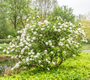 Sneeuwbal - Viburnum carlesii in bloei