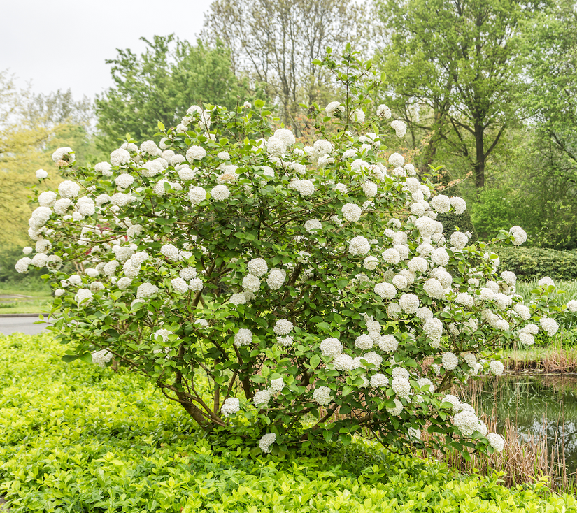 Viburnum Carlesii - kleine heester