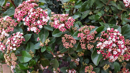 sneeuwbal-viburnum-tinus wintergroene sierheester