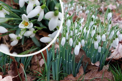 Gewoon sneeuwklokje - Galanthus nivalis in bloei