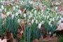 Gewoon sneeuwklokje - Galanthus nivalis