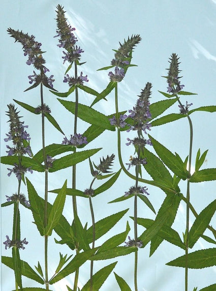 stachys-palustris-andoorn-plant.jpeg