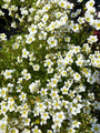 Steenbreek - Saxifraga arendsii 'Schneeteppich'