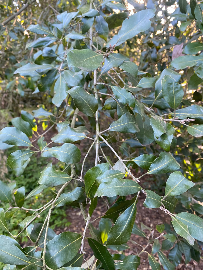 steeneik boom blad detail