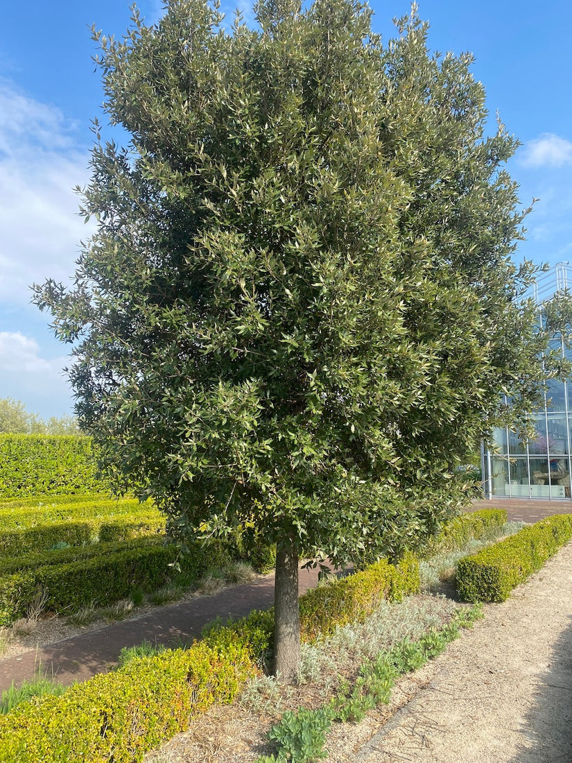 Steeneik boom wintergroen