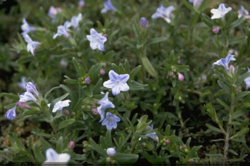 Steenzaad - Lithodora