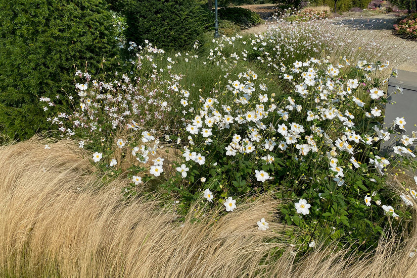 Herfstanemoon in combinatie met Vedergras - Stipa