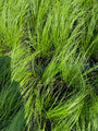 stipa ponytalis in juni