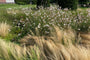 Prachtkaars combineren met Vedergras (Stipa)