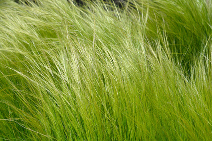 Vedergras - Stipa trichotoma