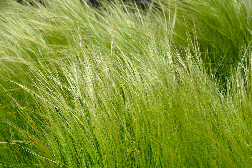 Vedergras - Stipa trichotoma