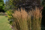 struisriet-Calamagrostis-x-acutiflora-Overdam.jpg