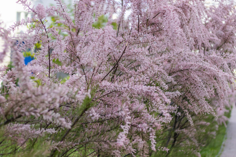 Tamarix tetrandra in bloei