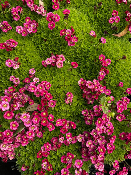 tapijtachtige-rotsplant-saxifraga-x-arendsii-rood.JPG