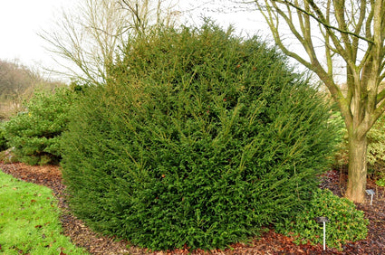 Taxus Baccata 'Rushmore'