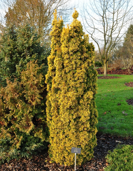 taxus baccata standishii