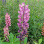 Lupine tuinplanten vaste planten roze borderpakket