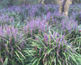 Blauw paarse liriope muscari klant foto