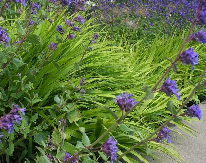 Blue wonder nepeta