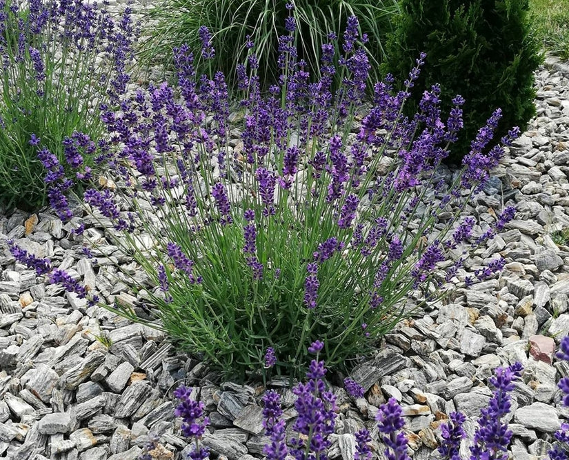 Hidcote tuinplanten lavendula