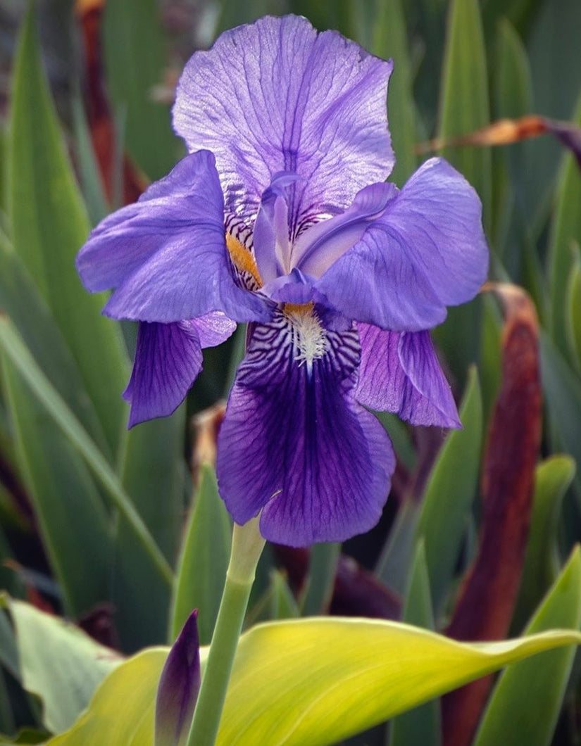 vaste planten lis paars joanna klant foto bedankt