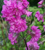 Koekoeksbloem / Rode pekanjer - Lychnis viscaria 'Splendens' bloei