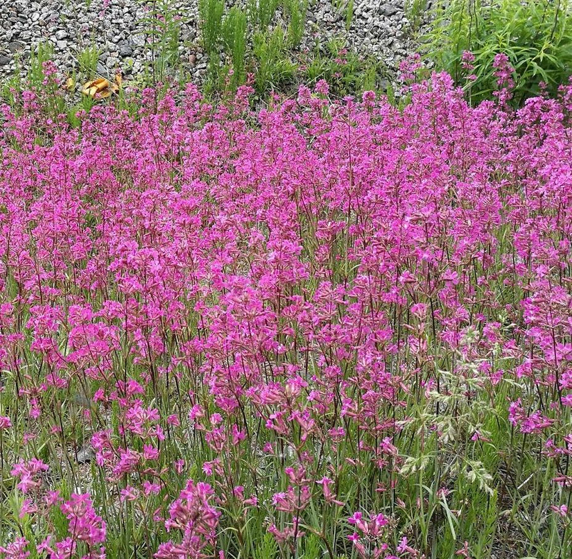 schitterende roze bloemen