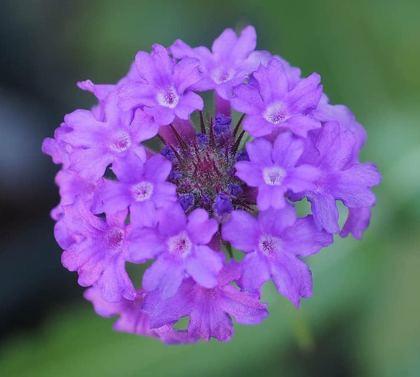 bijzondere bloemen