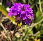 Verbena