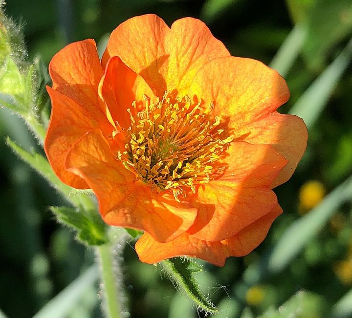 Geum oranje tuinplanten borderpakket