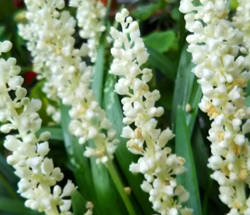 Witte bloemen siergras liriope white monroe