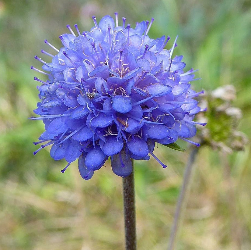 Blauwe knoop zaad tuinplanten zaden vaste planten