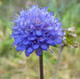 Blauwe knoop zaad tuinplanten zaden vaste planten