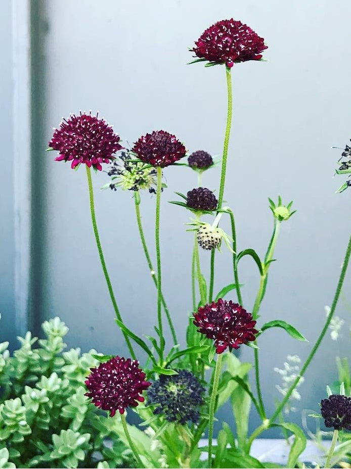 rode druif kruid prachtige vaste planten