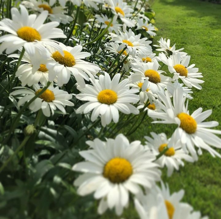 Borderpakketten prachtige tuinplanten