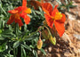 Vlindertuin nagelkruid oranje 