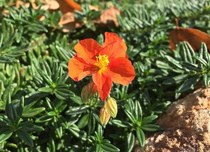 Zonneroosje tuinplanten vlinderlokkers
