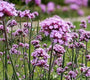 Verbena ijzerhard borderpakketten