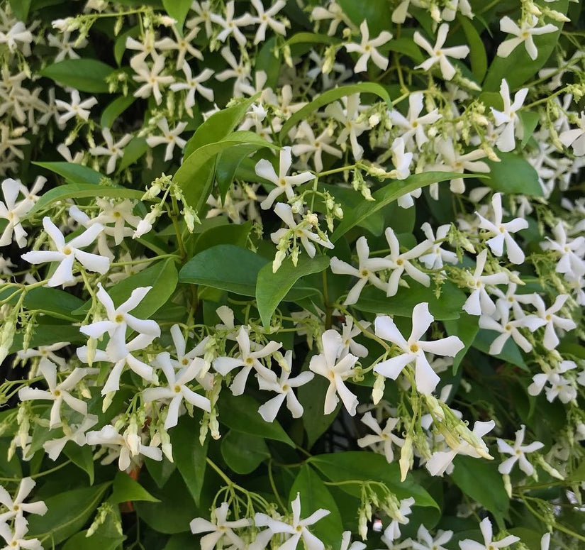 toscaanse jasmijn witte bloemen heerlijke geuren