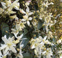 Bosrank - Clematis armandii 'Snowdrift'