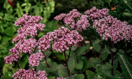 Sedum matrona vetkruid voor borders