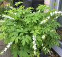 Gebroken hartje - Dicentra formosa 'Alba' klantfoto