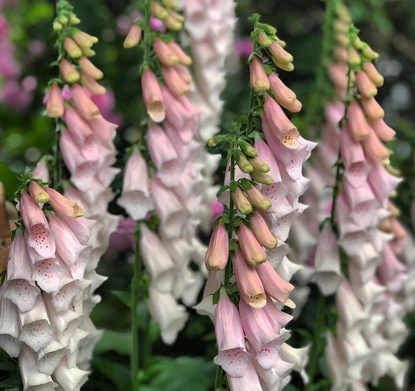 Vingerhoedskruid tuinplanten klantfoto