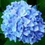 Nikko blue hortensia voor de schaduw