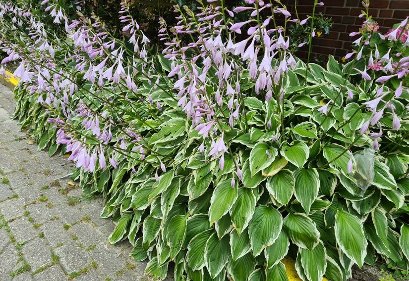 hosta planten tuinplanten